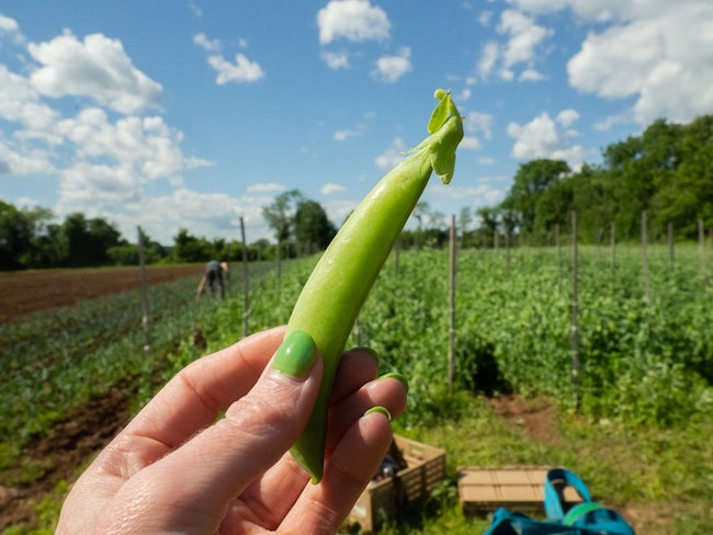 Organic sugar snap pea picked for CSA boxes.