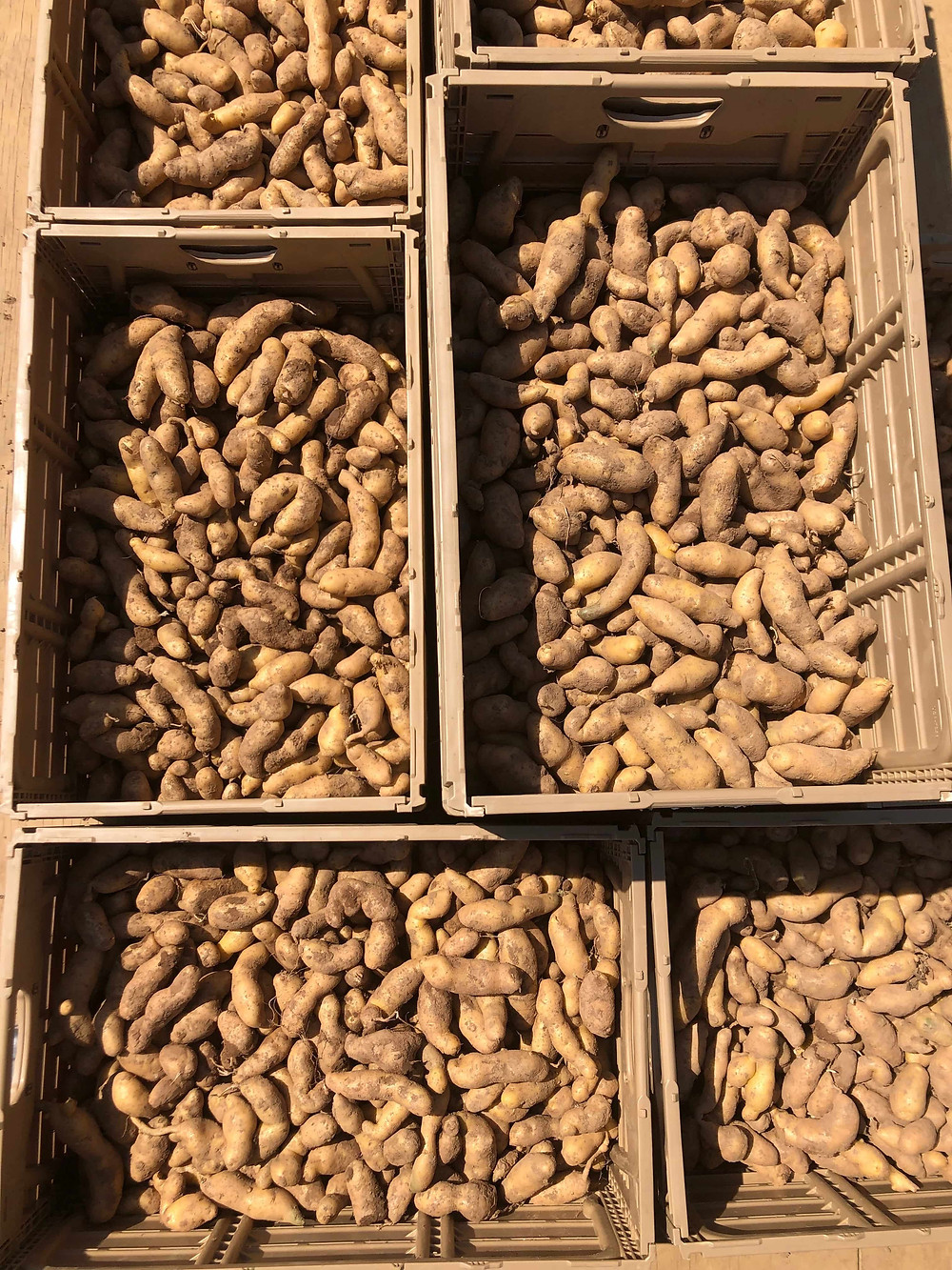 Fingerling potato harvest for CSA members