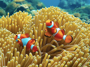 Restoring Oceans 