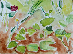 Frog in the Pond
