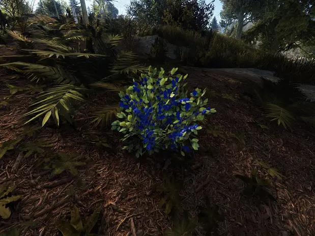 rust-blue-berry-bush.webp