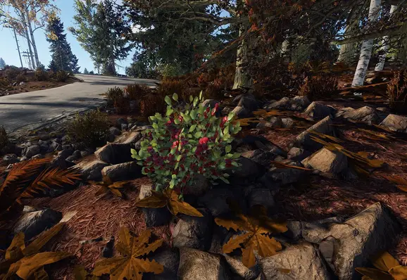rust-red-berry-bush.webp
