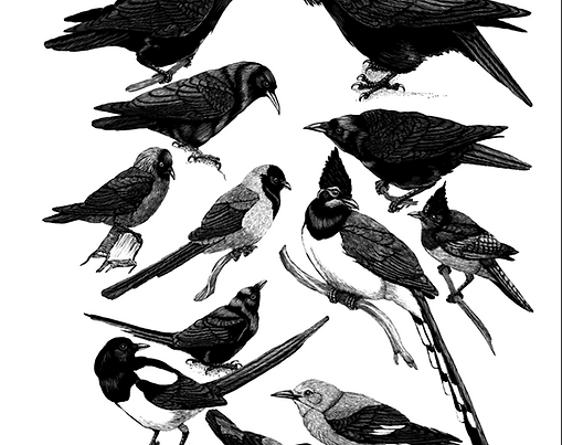 Sociobiology of Corvidaceae