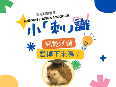 小「刺」識 - 究竟刺蝟的刺會掉下來嗎?