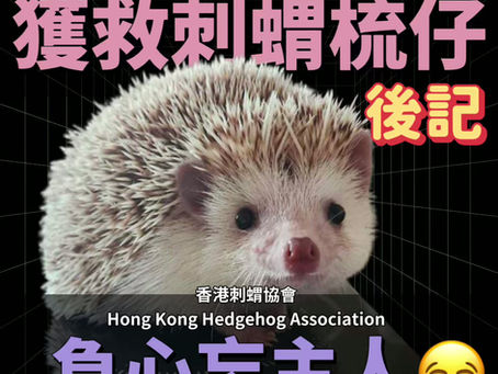 《大埔宏福苑火災獲救刺蝟-梳仔 後記》