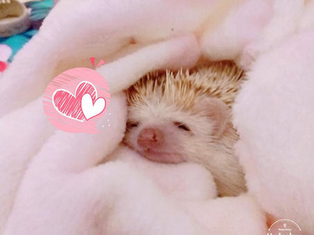 領養左嘅棄刺肥肥呀🥰🥰