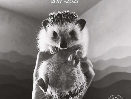 Rehome Update 2021.8.3 快快RIP