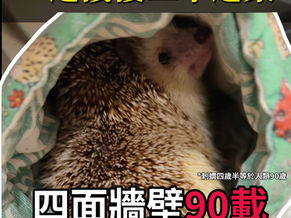 一週接獲三單遺棄。 沒有第三方資助的我們，還能撐多久？