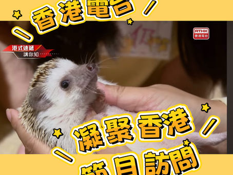 《RTHK-5分鐘刺蝟小簡介》