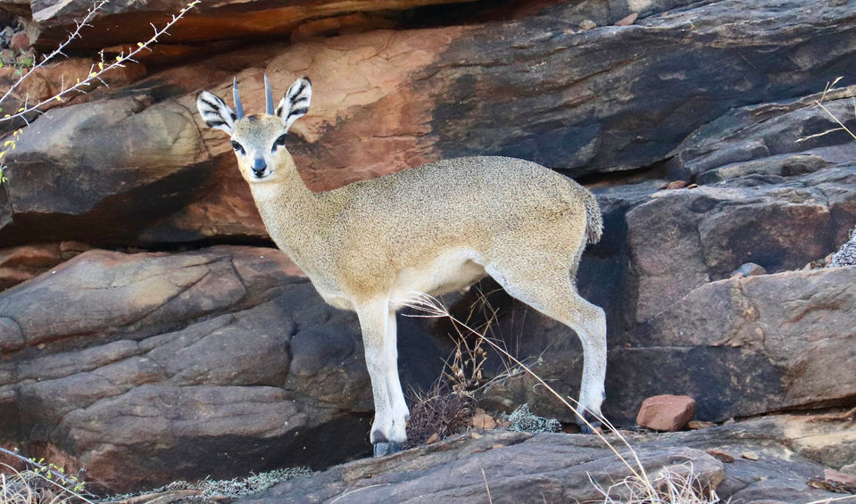 Klipspringer