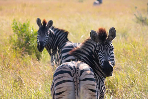 Zebras
