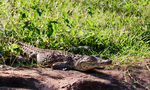 Crocodile