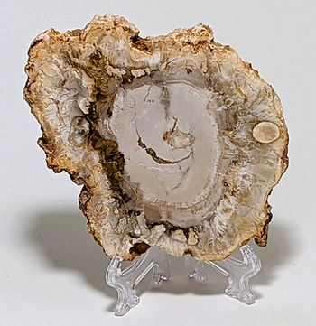 Stunning Petrified Wood Slab