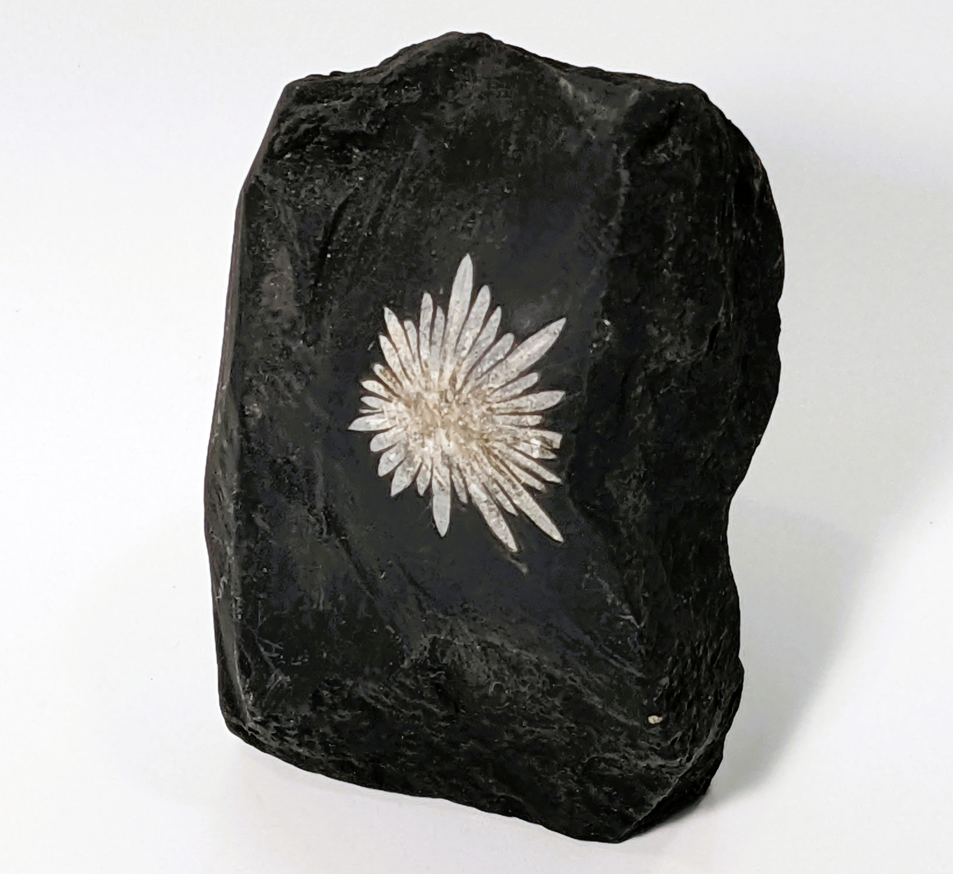 Chrysanthemum Stone showing natural mineral blooms, distinctive floral pattern