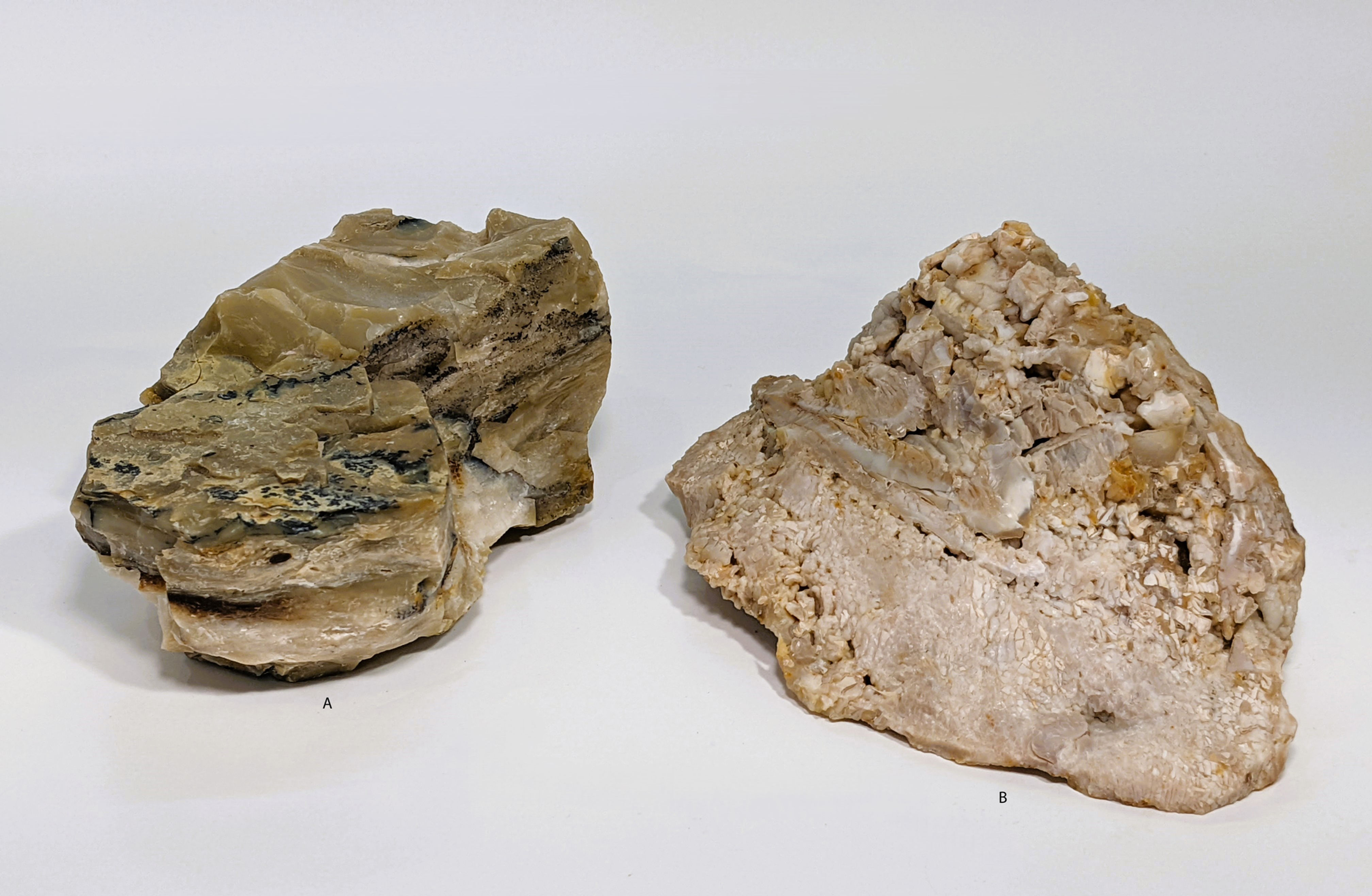 Fossilized Opalized Petrified Wood specimen with natural patterns and warm coloration.