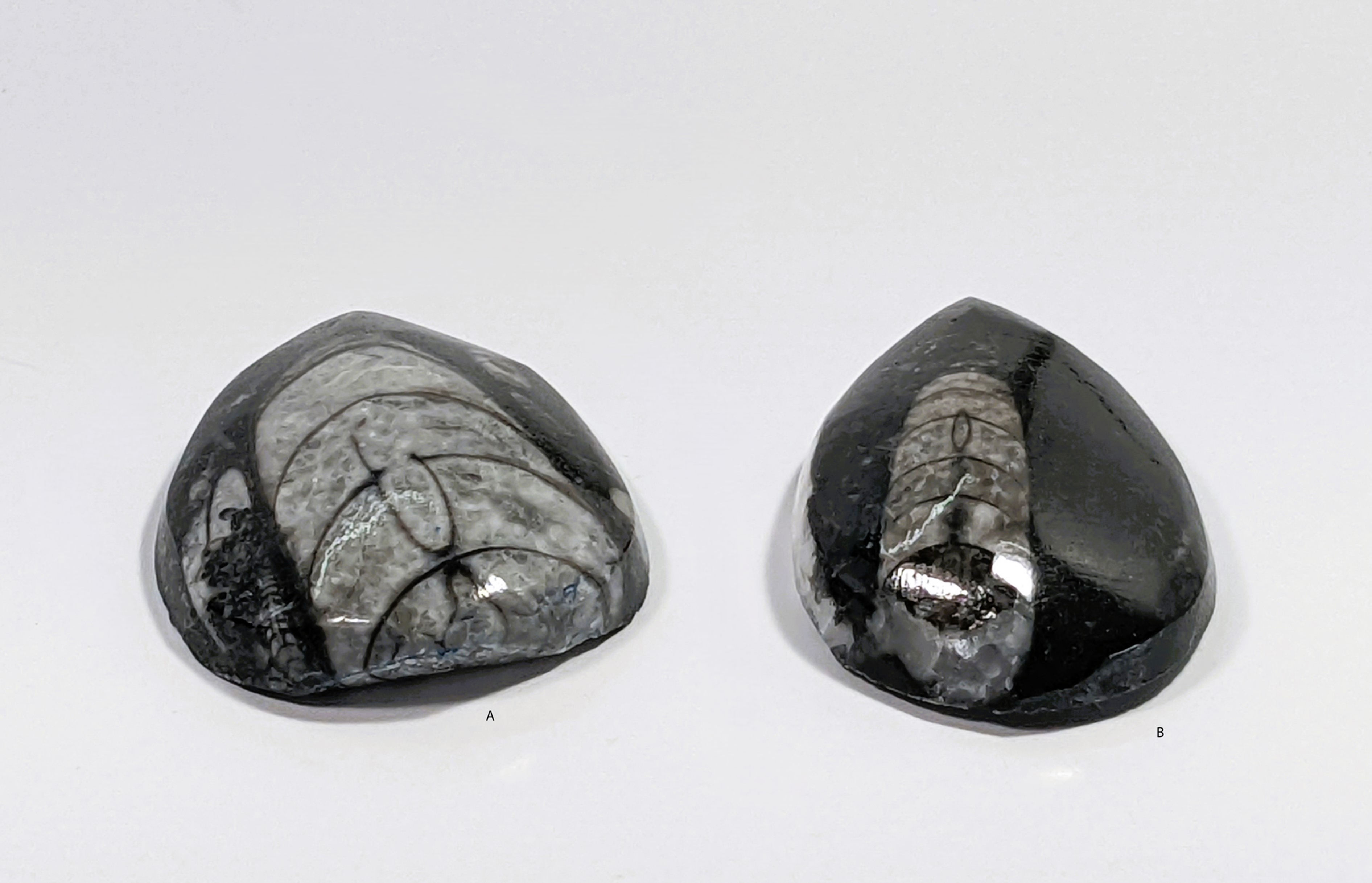 orthoceras fossil slab with detailed prehistoric shell formation in limestone