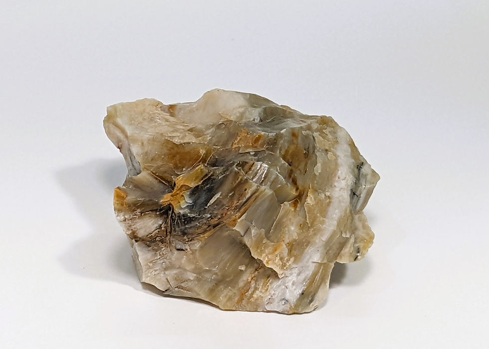Thumbnail: Opalized Petrified Wood with cream and warm brown banding, showcasing fossilized detail.