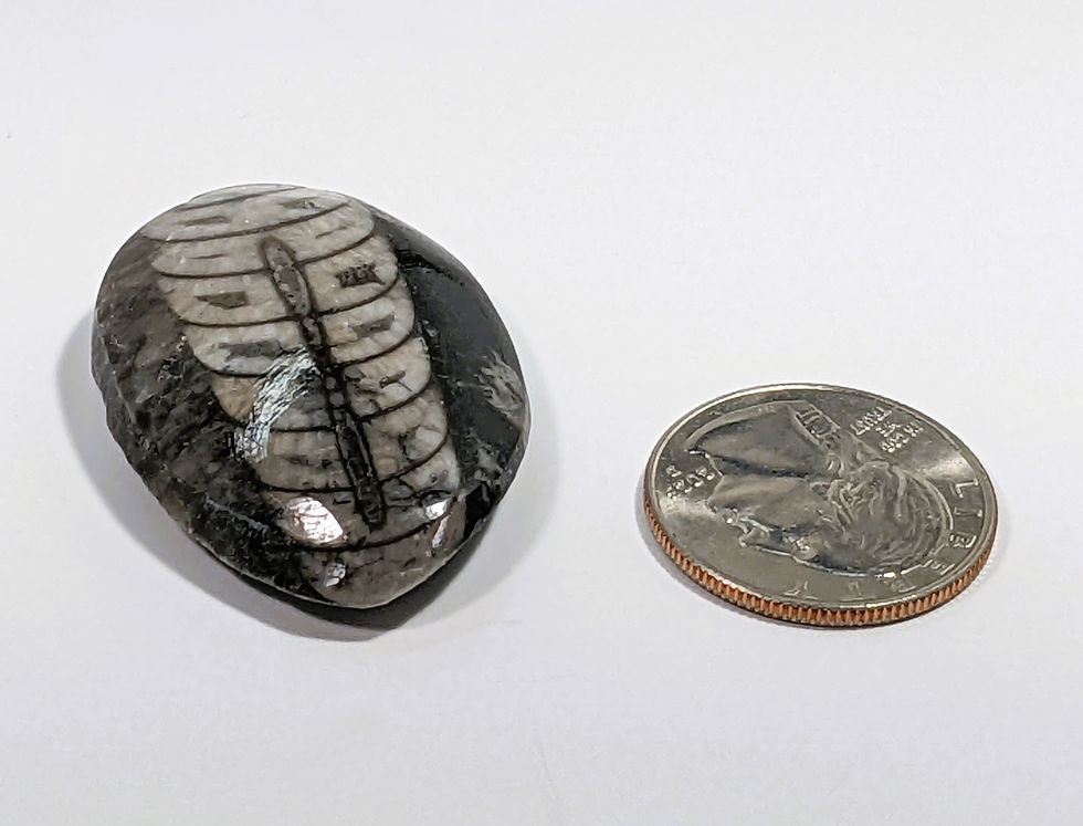 Thumbnail: polished orthoceras fossil showing long tapered shell structure in matrix