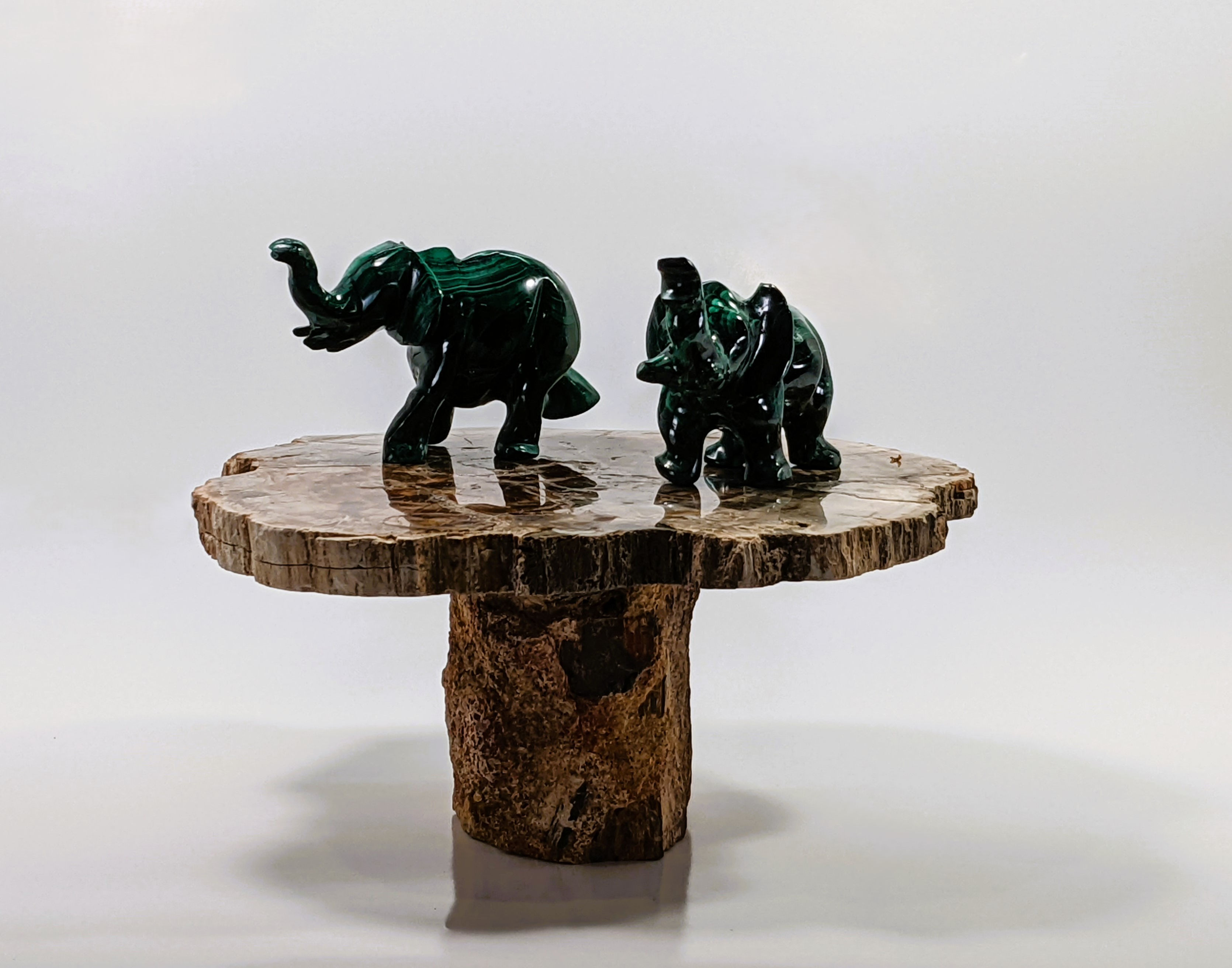 _millions-of-years-old-wood_petrified-slabs_fossilized_