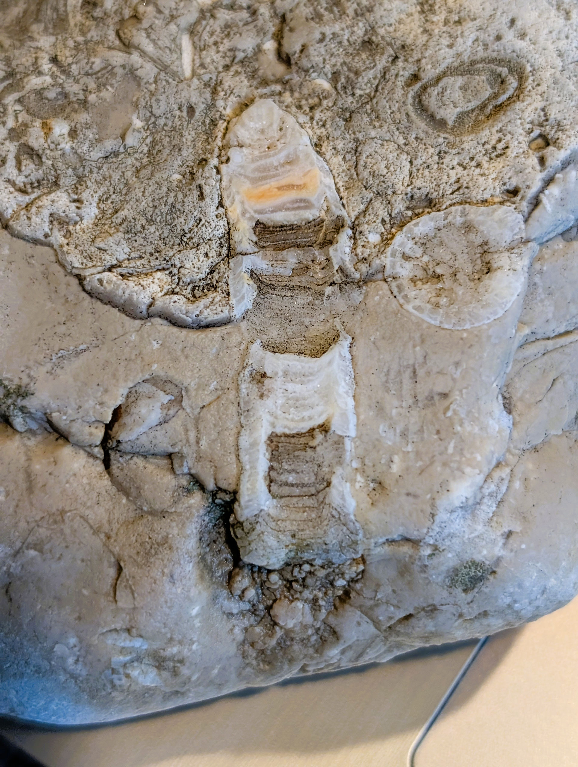 Fossil from Montana