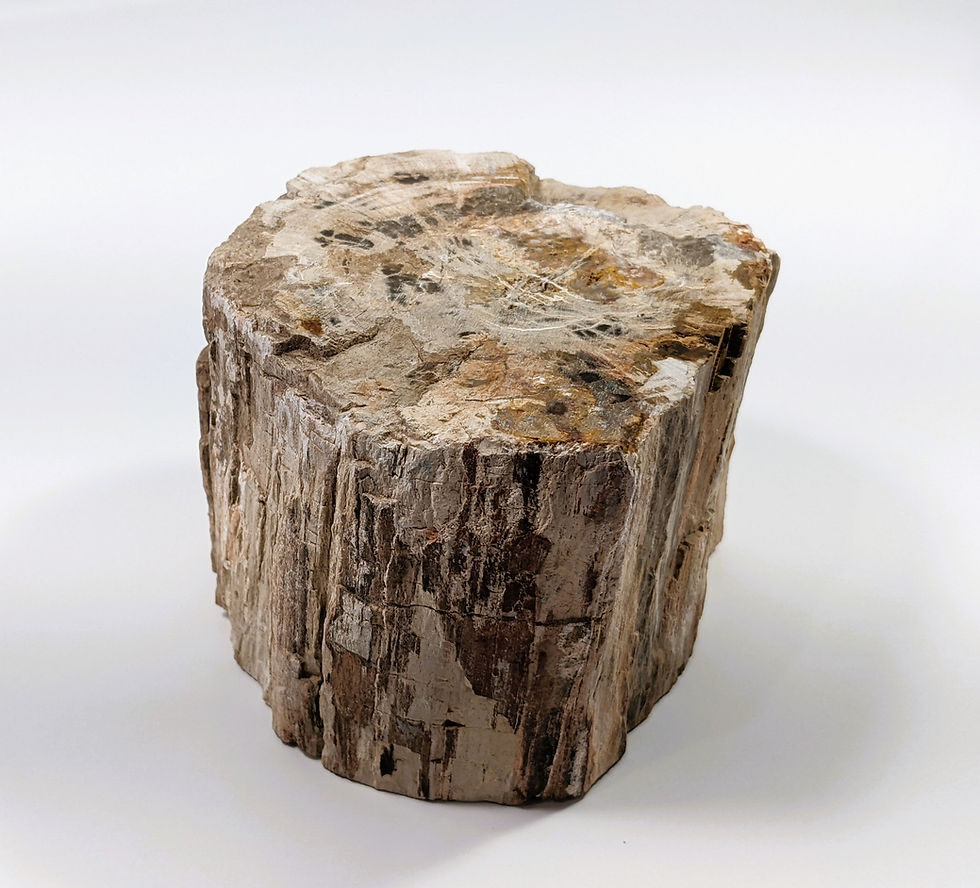 Thumbnail: _millions-of-years-old-wood_petrified-slabs_fossilized_