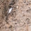 Thumbnail: Truly unique carved Fossilized Limestone Bowl