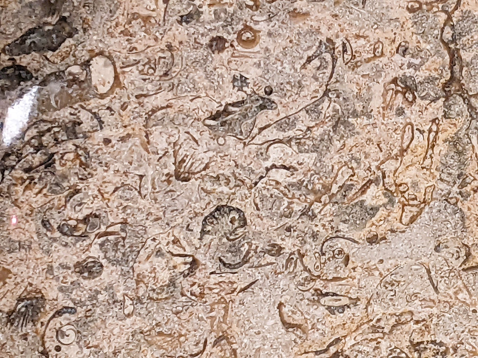 Thumbnail: Truly unique carved Fossilized Limestone Bowl
