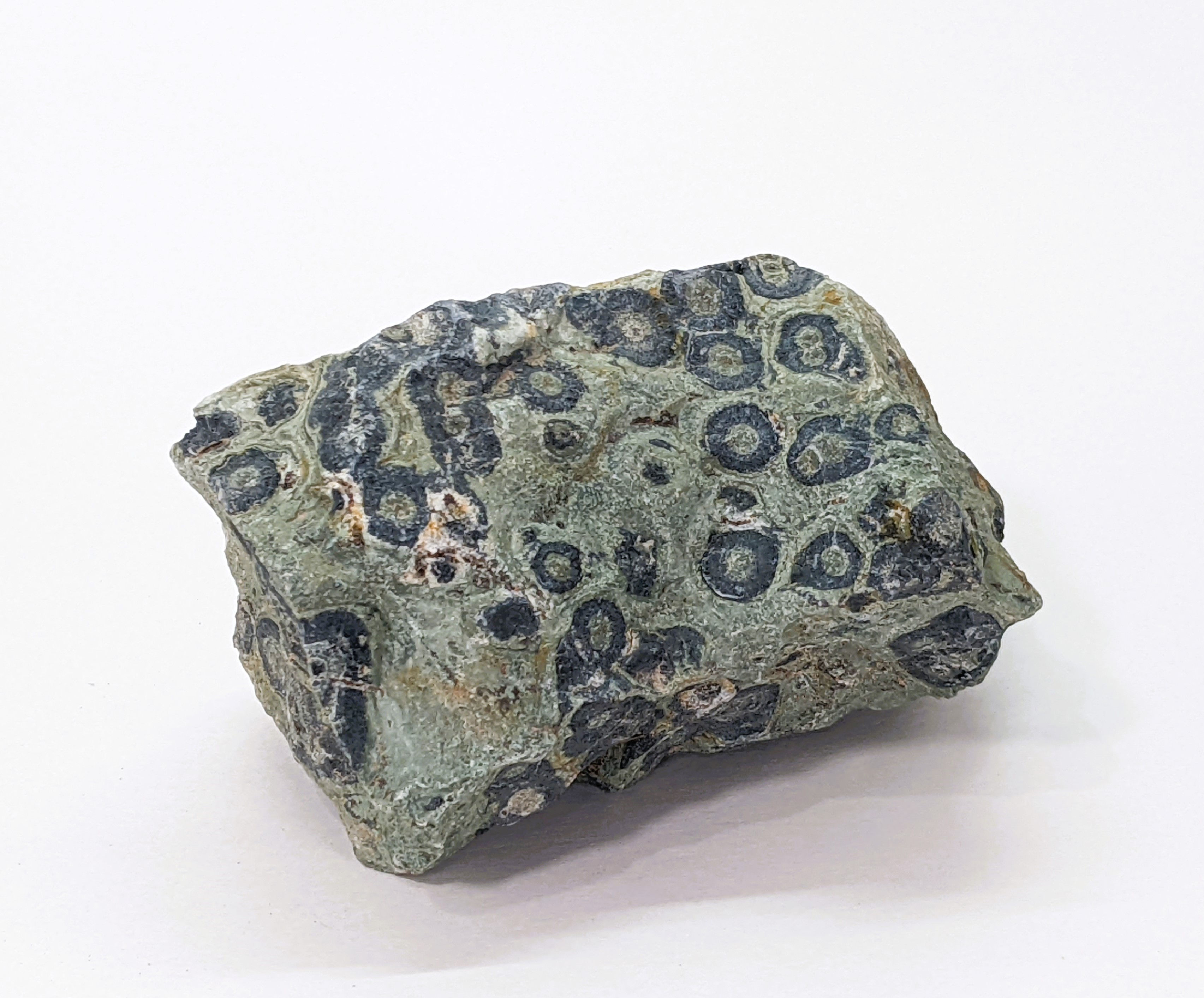 Raw Kambaba Jasper rock for collection or display