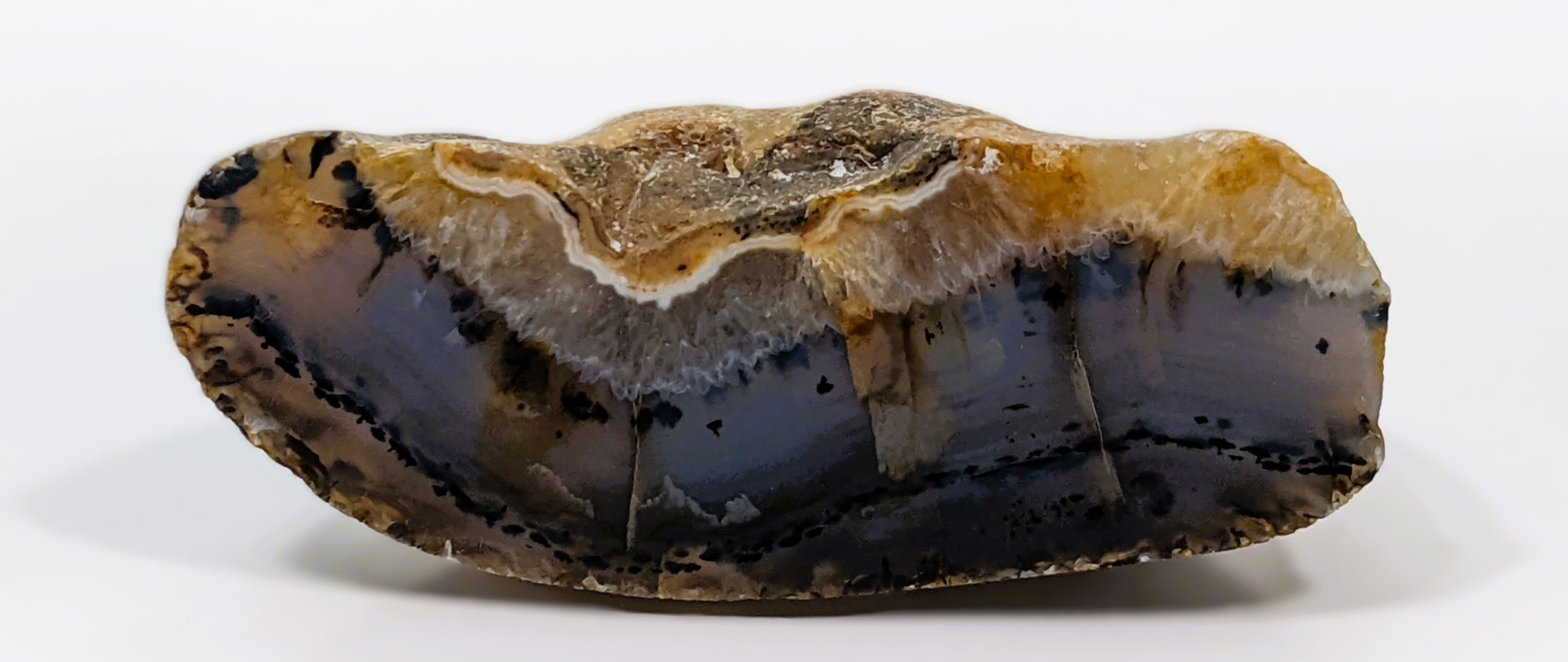 Partially polished Montana Agate with gray and golden-brown bands