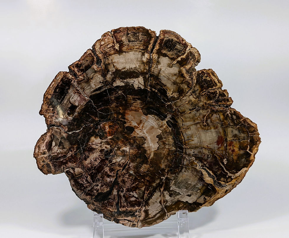 millions-of-years-old-wood_petrified-slabs_fossilized_mineral