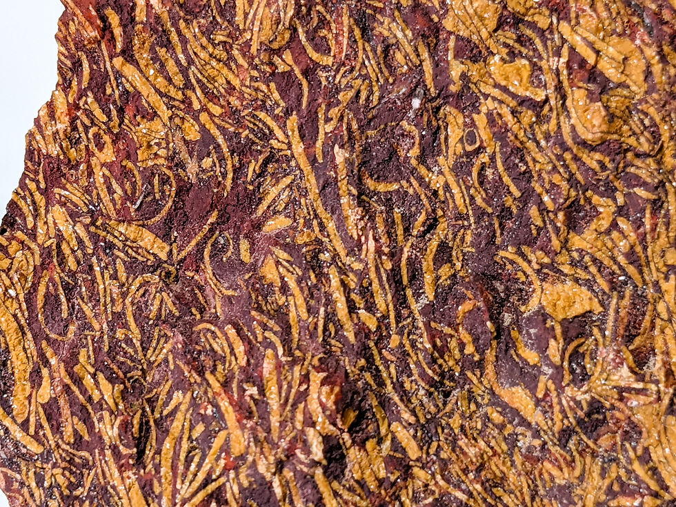 Thumbnail: Script Stone with ancient, fossil-inspired designs and grounding energy