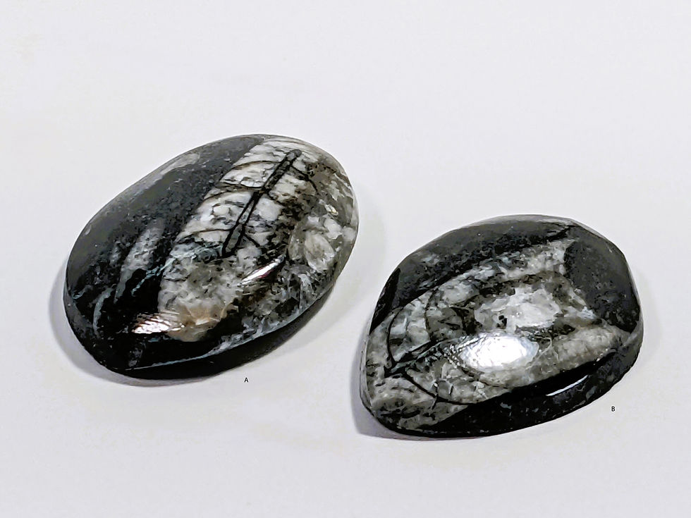 orthoceras fossil stone with visible chambered shell pattern in dark limestone