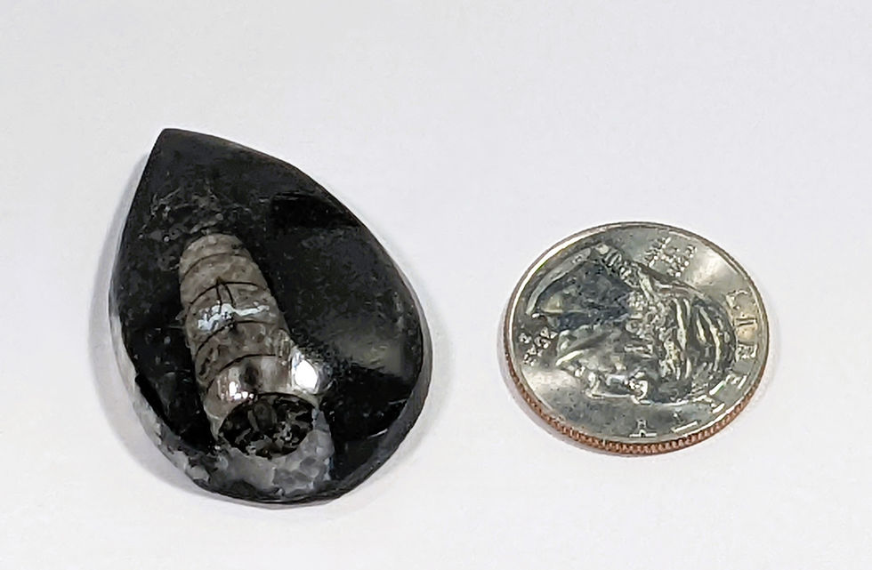 Thumbnail: orthoceras fossil slab with detailed prehistoric shell formation in limestone