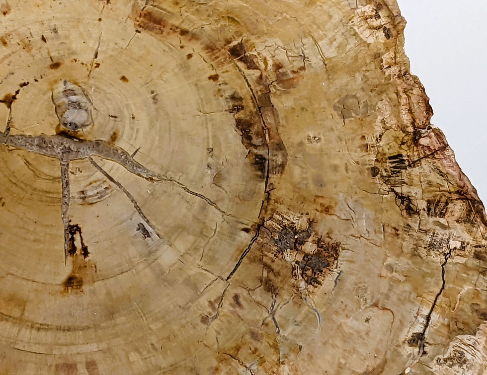 millions-of-years-old-wood_petrified-slabs_fossilized_mineral-