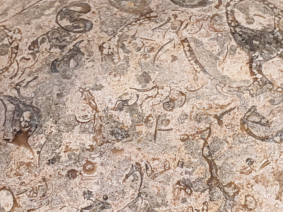 Thumbnail: Truly unique carved Fossilized Limestone Bowl