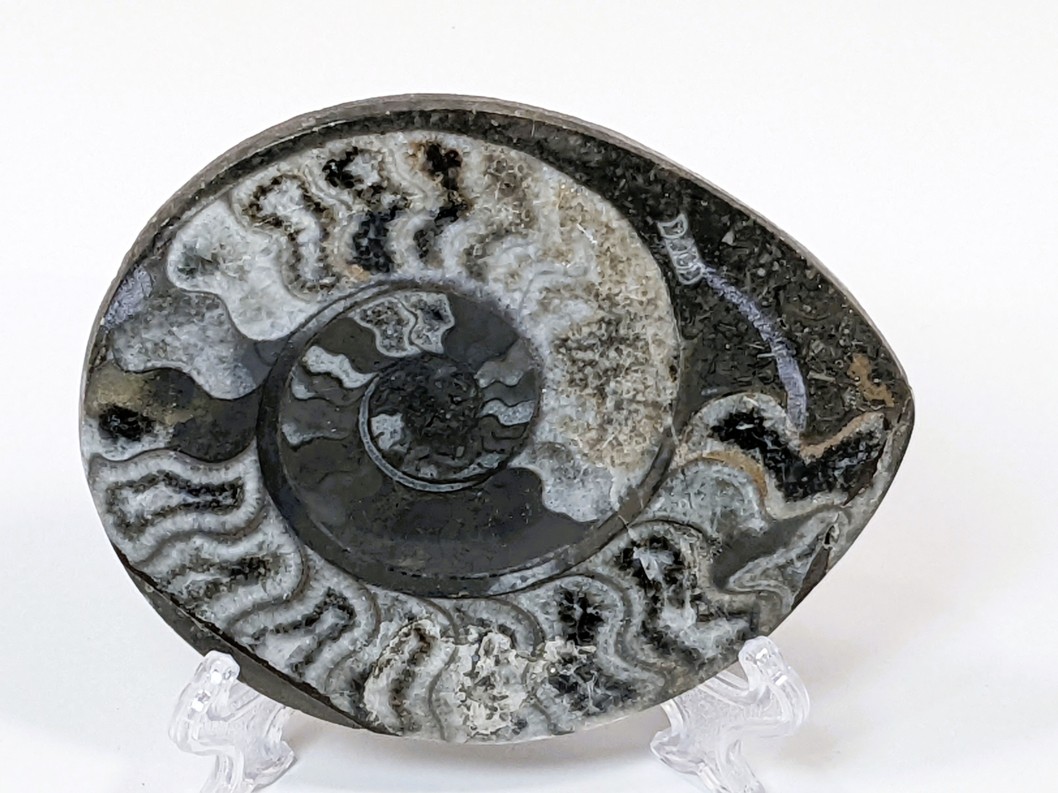 Polished Ammonite fossil displaying a natural spiral shell pattern