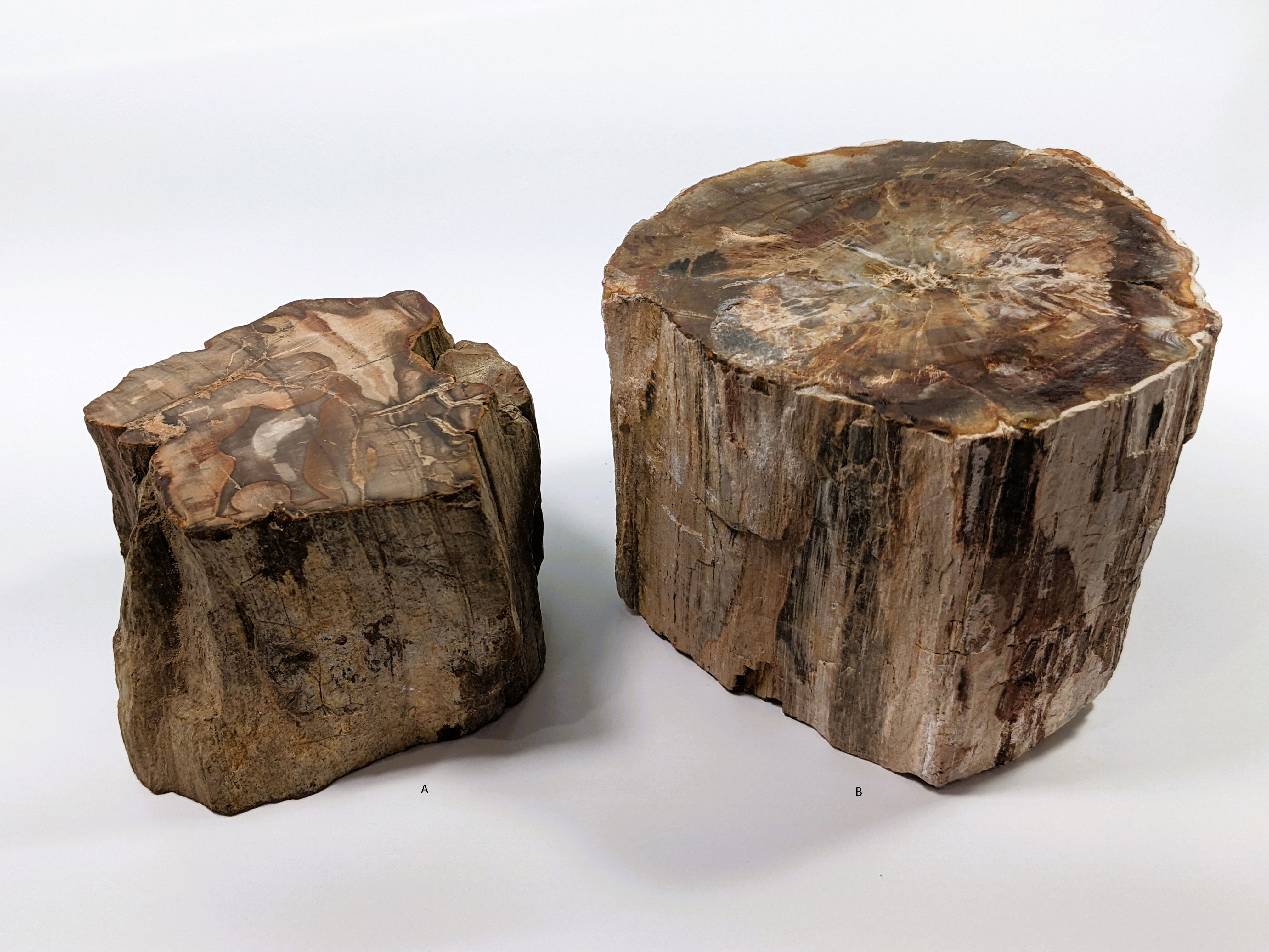 _millions-of-years-old-wood_petrified-slabs_fossilized_