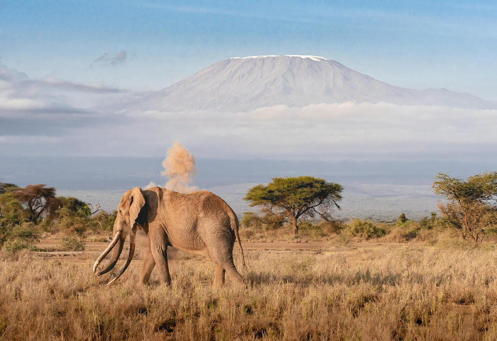 Elephant in front of Mount Kilimanjaro 