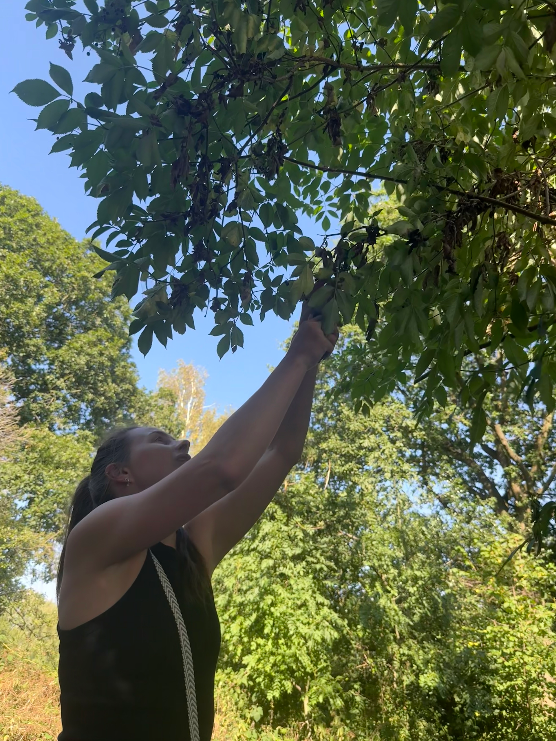 Woman with arms outstretched overhead foraging elderberries from an elder tree