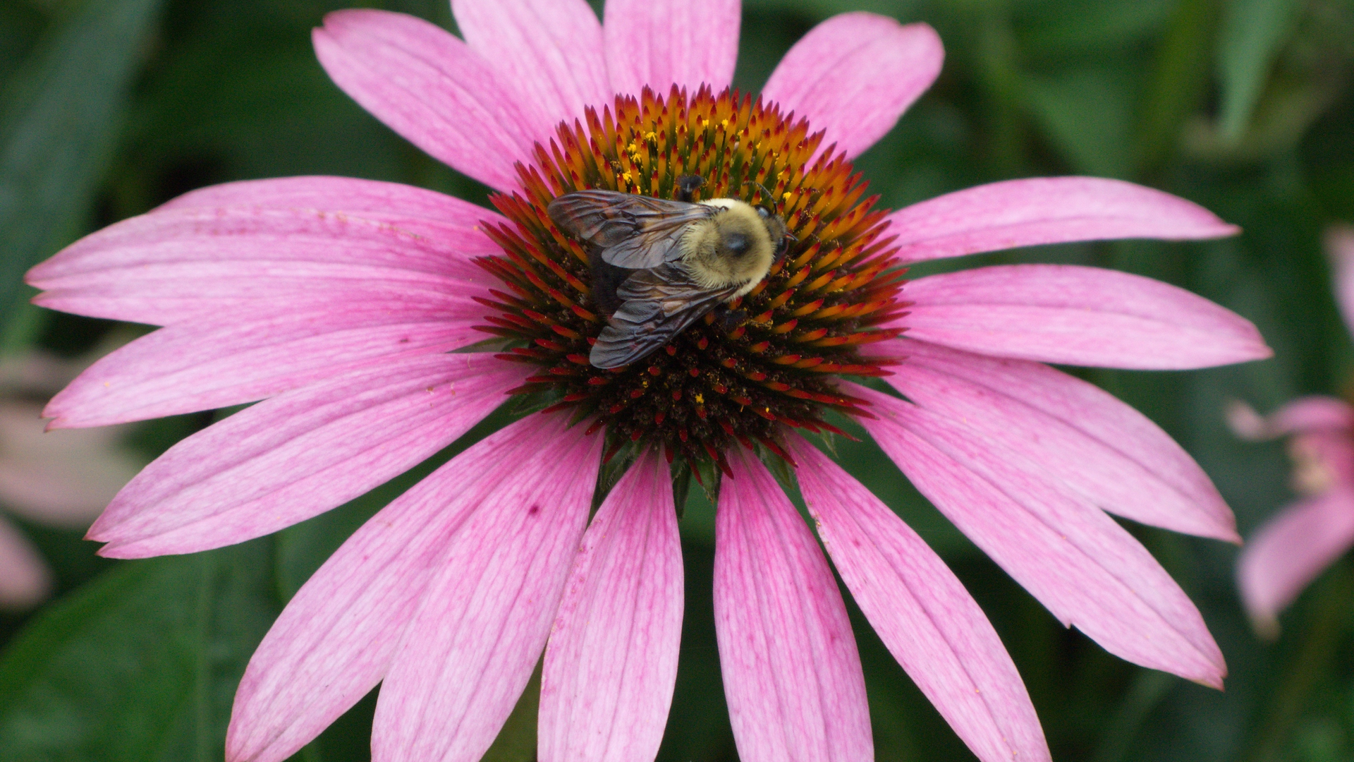 close-up of echinacea flower with pollinating insect harvesting nectar