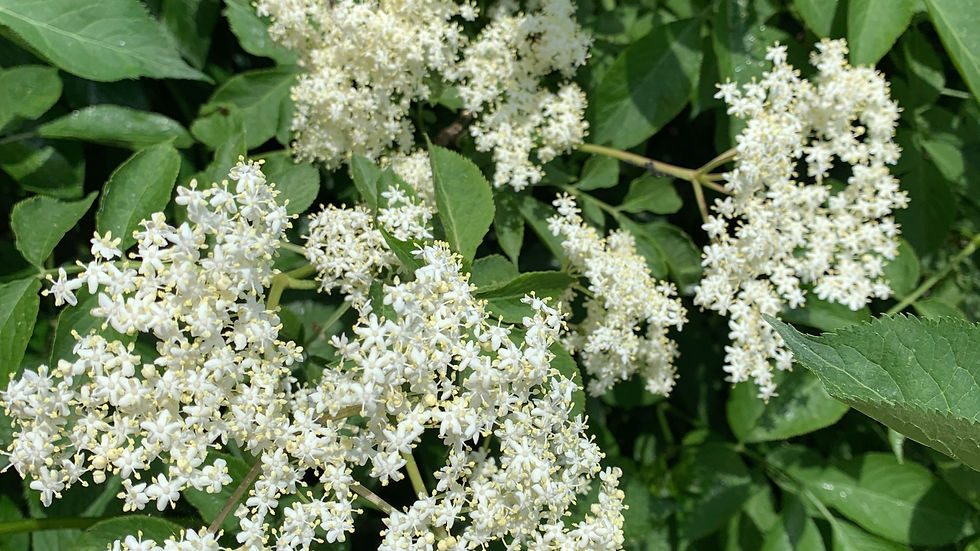 Clusters of small white elderflower blossoms amid dense green leaves, filling the frame in a fresh garden close-up.