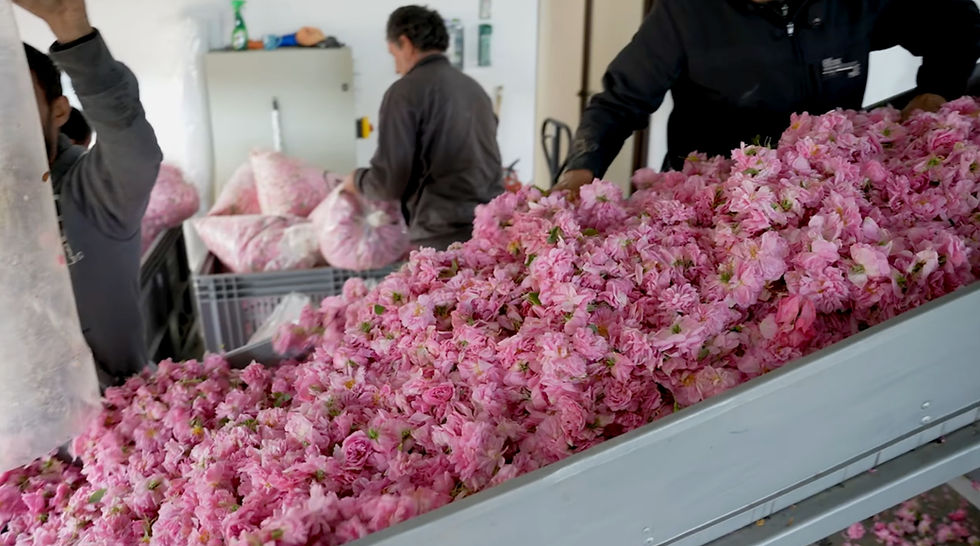 Inside dōTERRA's Terra Roza Distillery in Bulgaria where fresh petals become the heart of pure rose essential oil and rose hydrosol.