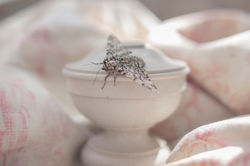 ADaviesLocation2_Peony-21