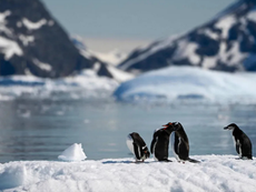 Ice Melt Threatens Emperor Penguins During Their Annual Moult, Researchers Warn