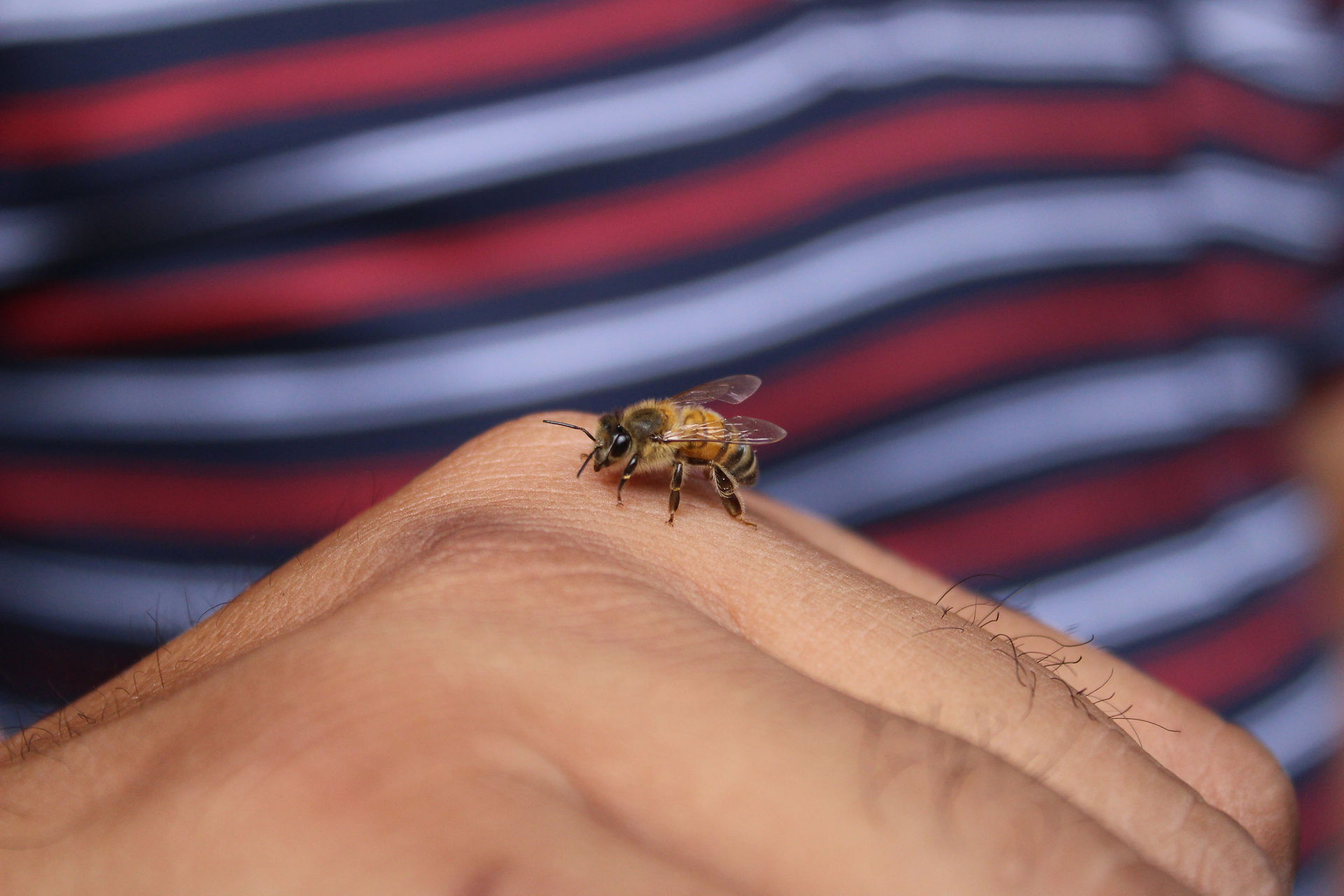 Abeille africaine