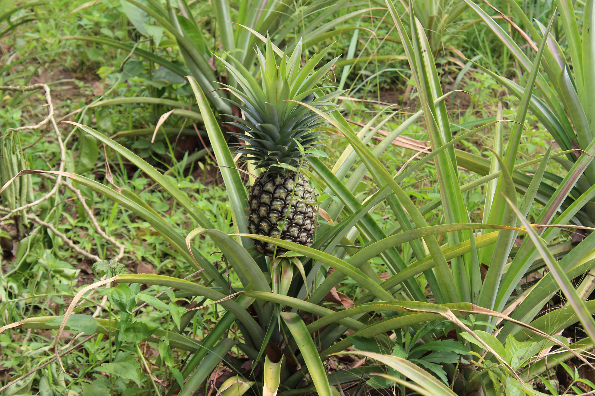 Ananas non-mure
