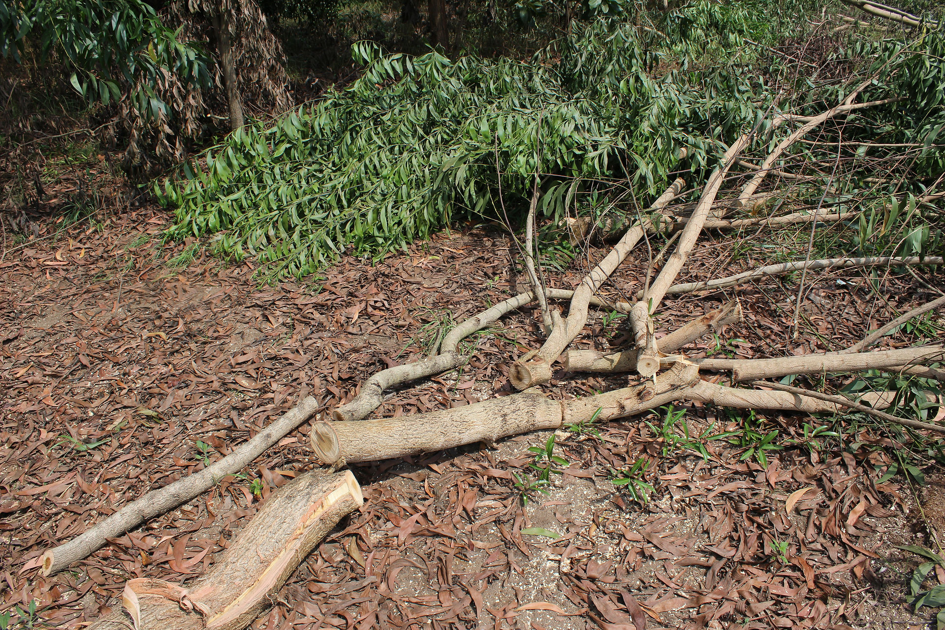 Accacia coupé