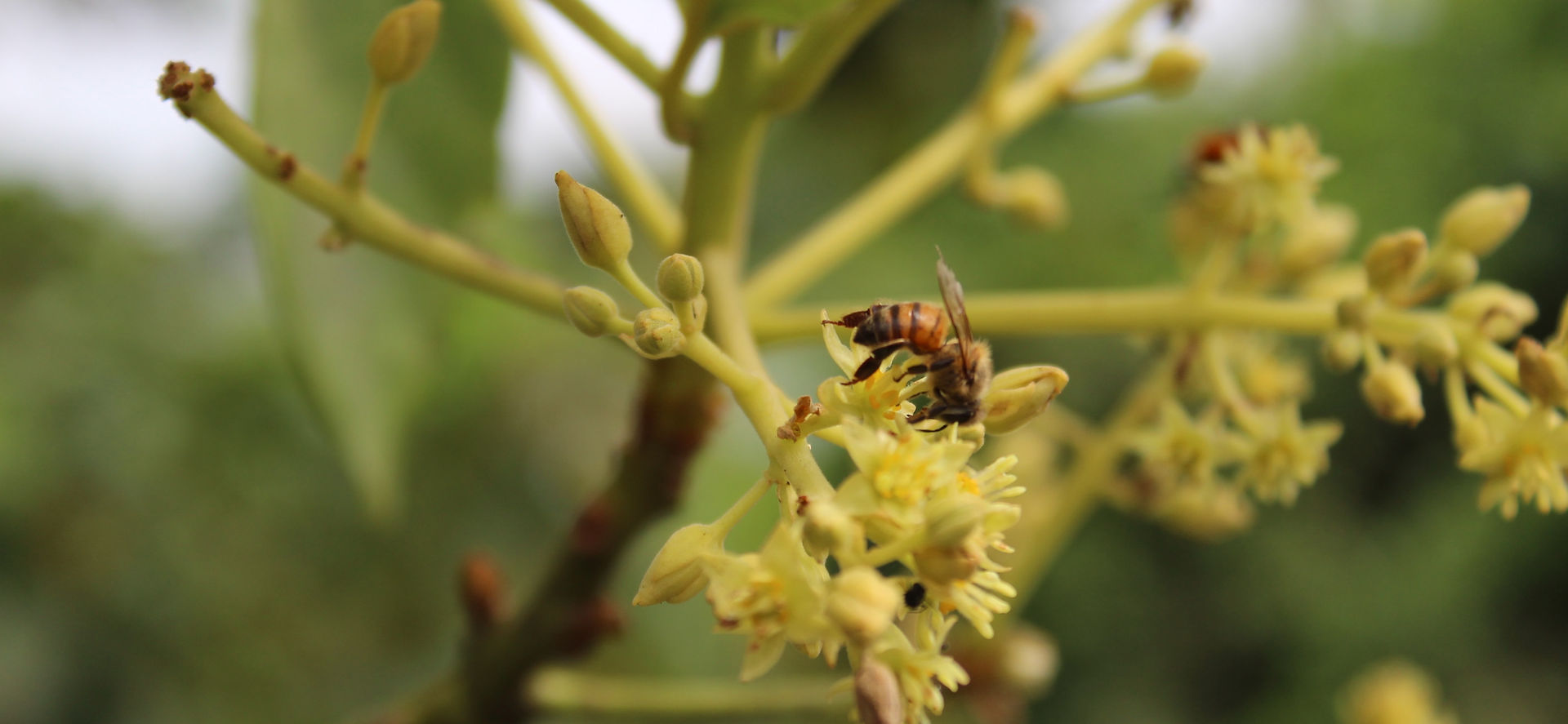 Apis Mellifera Adansonii sur une fleur d'avocatier