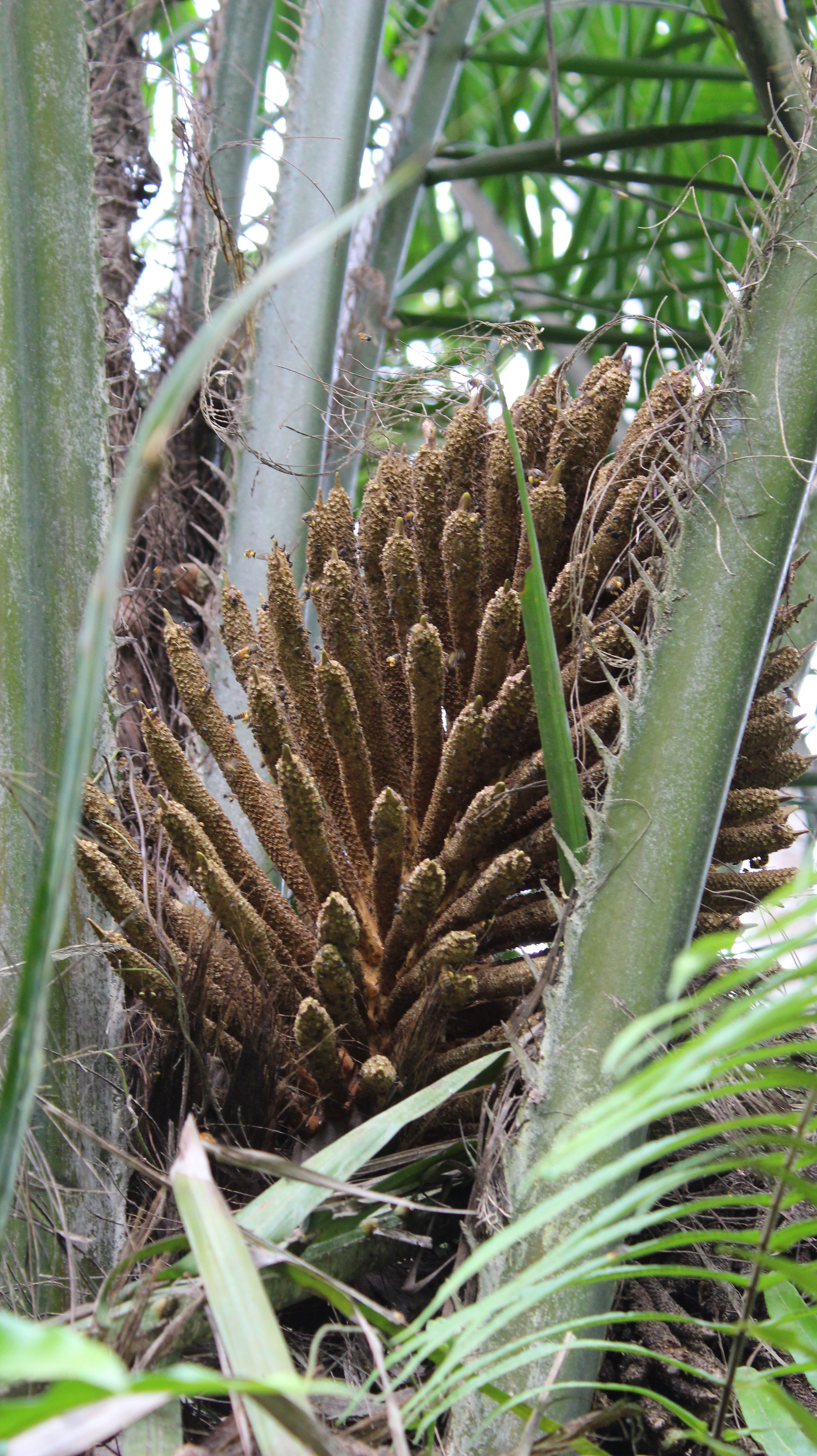 Fleur de palmier