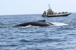 Une baleine a bosse